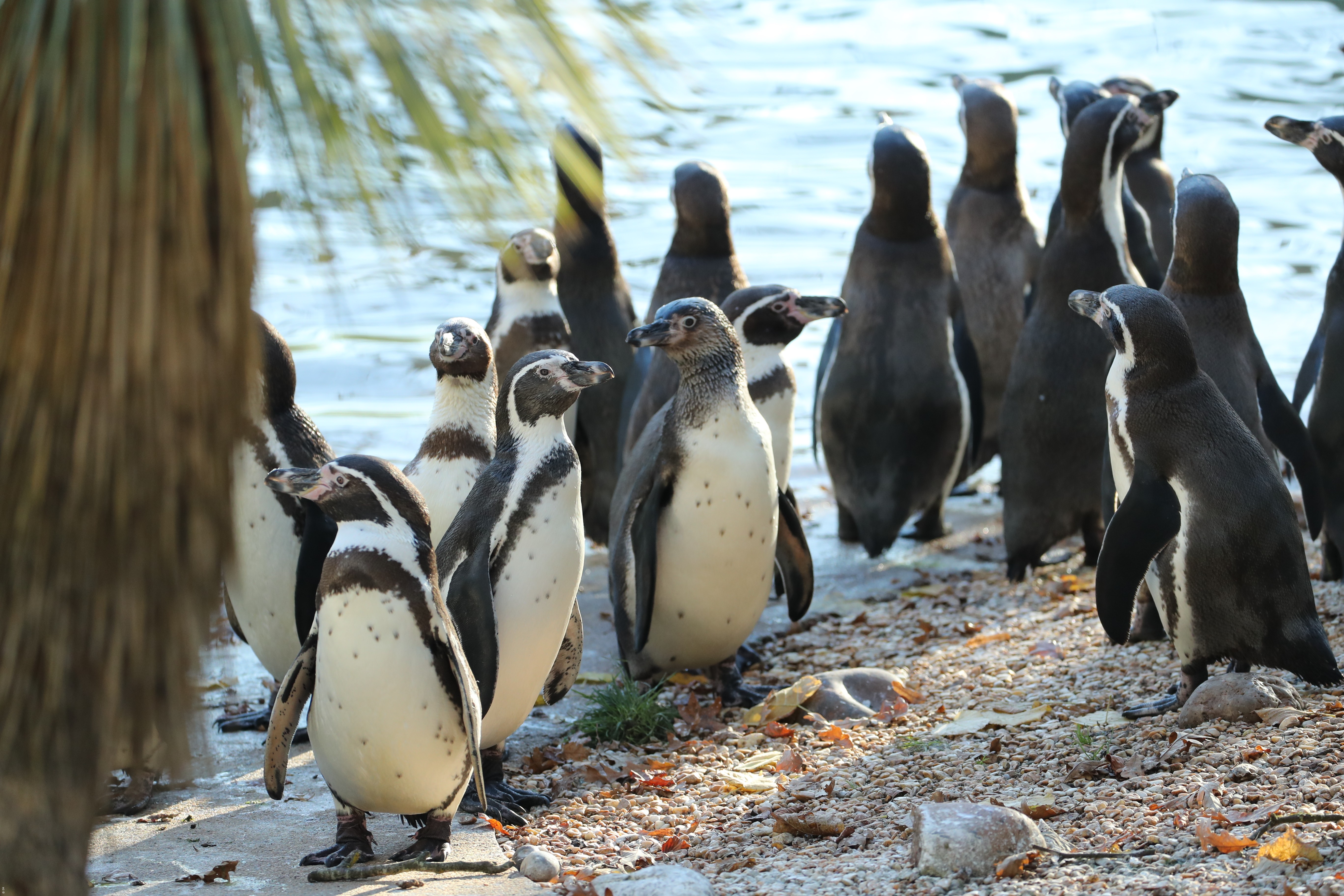 ZooParc de Beauval